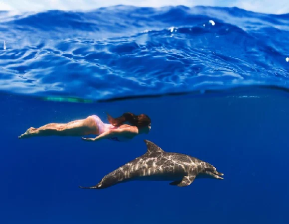 Dolphins Show Hurghada – 5 Fantastic Reasons to Enjoy a Fun-Filled Family Day