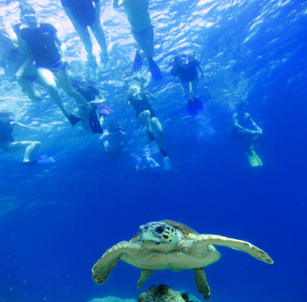 Private Tour: 5 Amazing Reasons to Enjoy Swimming with Turtles and Snorkeling at Abu Dabbab Beach – Marsa Alam